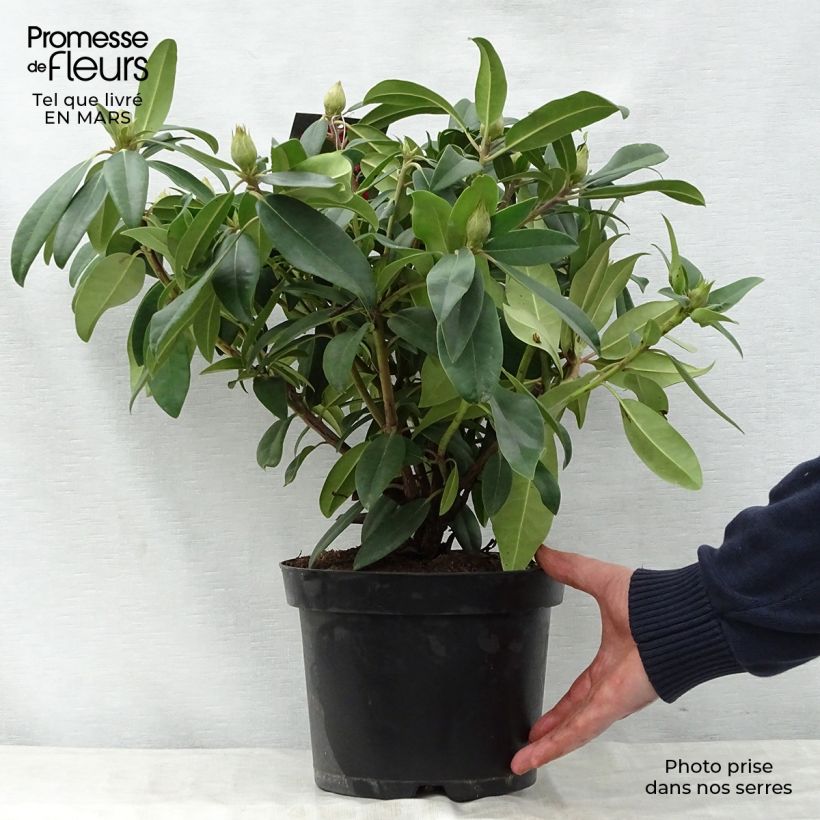 Rhododendron Marie Forte Maceta 4L/5L Ejemplar entregado en la primavera