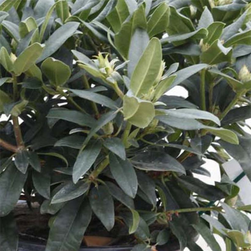 Rhododendron Marie Forte (Follaje)