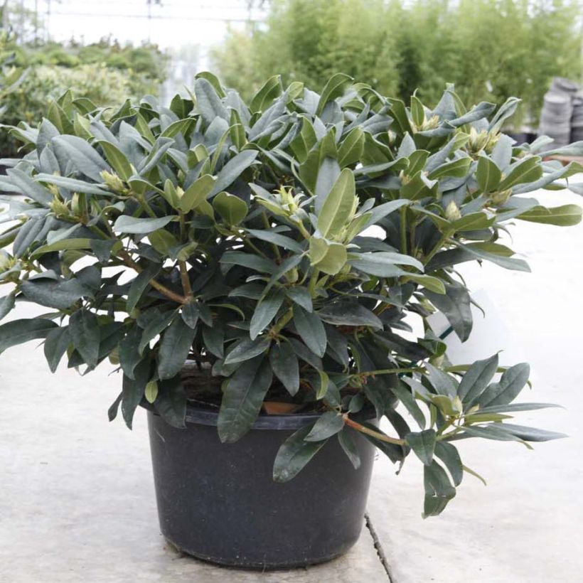 Rhododendron Marie Forte (Porte)