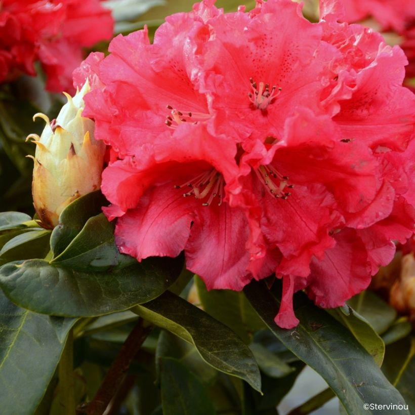 Rhododendron Markeeta's Prize - Rododendro (Floración)