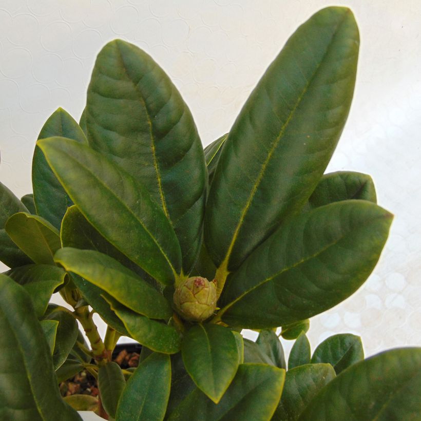 Rododendro Melrose Flash - Rododendro en macetas de 4L./5L. (Follaje)