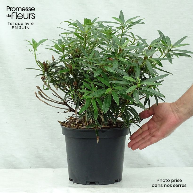 Ejemplar de Rhododendron Melville Maceta 3L/4L entregado en verano