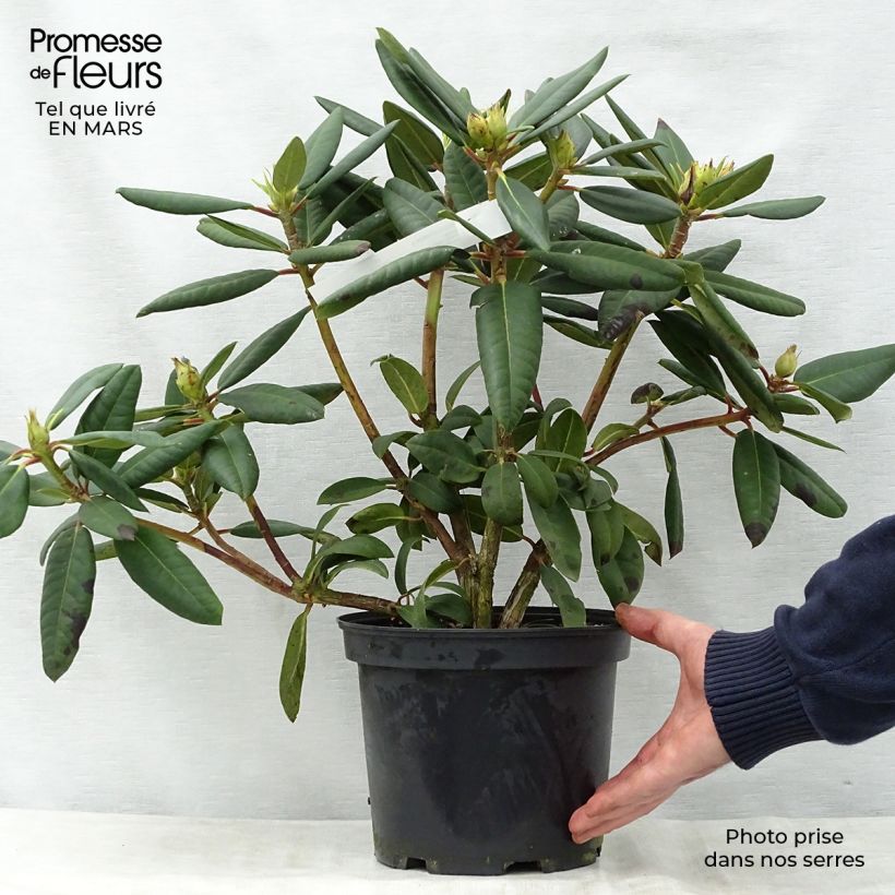 Rhododendron Melville Maceta 3L/4L Ejemplar entregado en la primavera