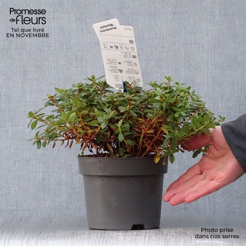Ejemplar de Rhododendron impeditum Moerheim Maceta 2L/3L entregado en otoño