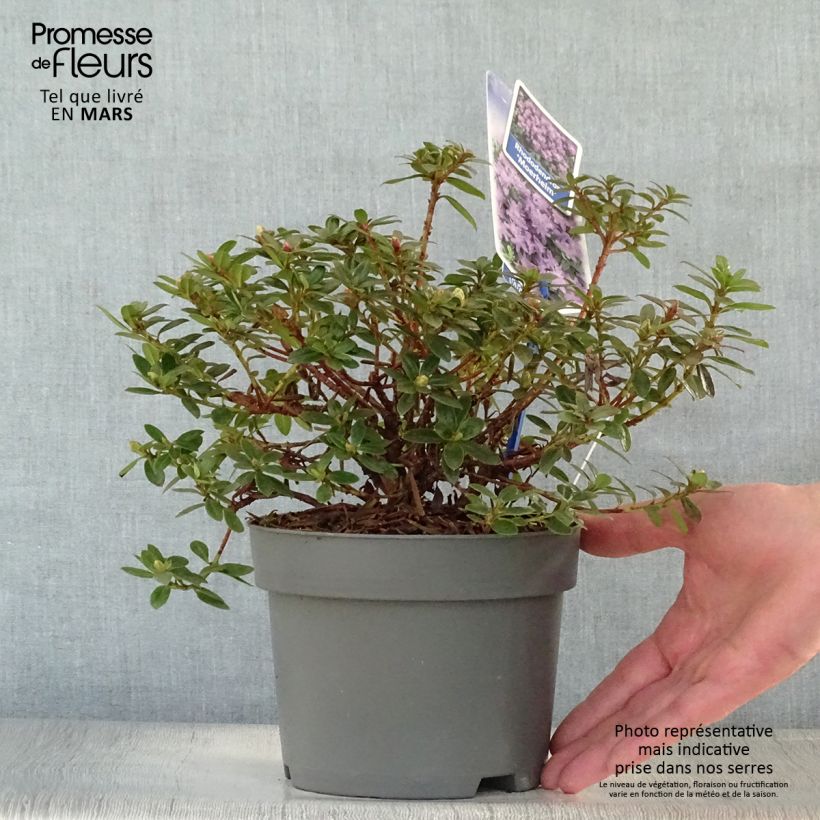 Rhododendron impeditum Moerheim Maceta 2L/3L Ejemplar entregado en la primavera