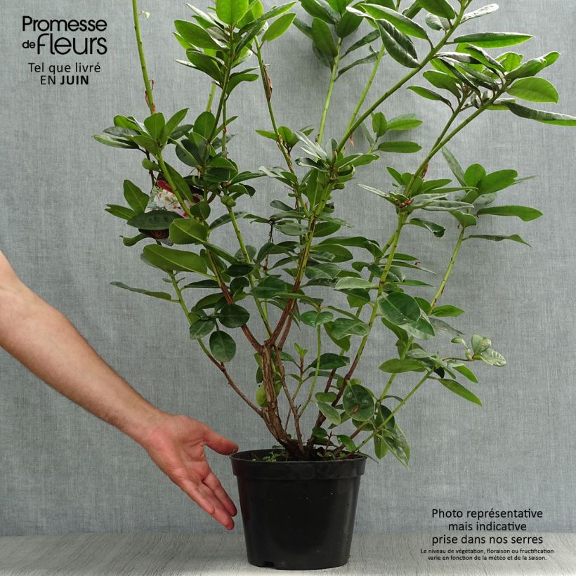 Ejemplar de Rhododendron Mrs T.h.lowinsky Maceta 4L/5L entregado en verano
