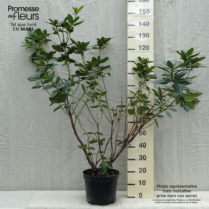 Rhododendron Mrs T.h.lowinsky Maceta 7,5L/10L Ejemplar entregado en la primavera
