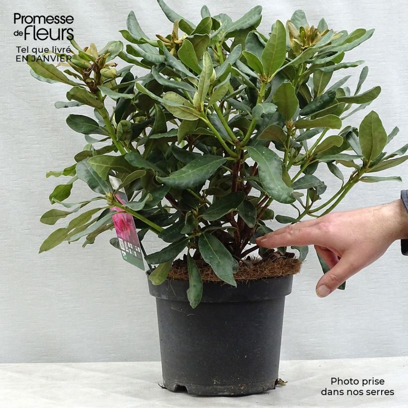 Rhododendron Nova Zembla Maceta 4L/5L Ejemplar entregado en invierno