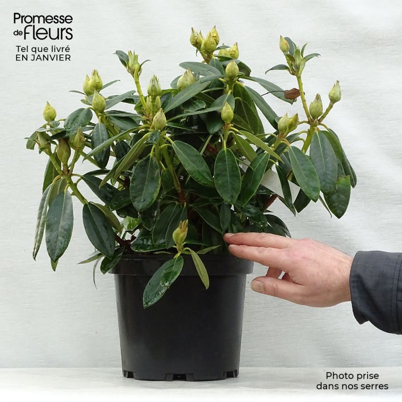 Rhododendron yakushimanum Percy Wiseman Maceta 3L/4L Ejemplar entregado en invierno