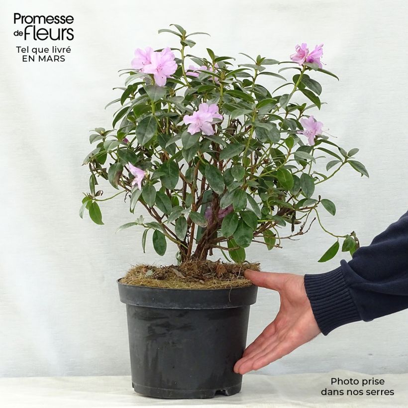 Rhododendron Praecox Maceta 2L/3L Ejemplar entregado en la primavera