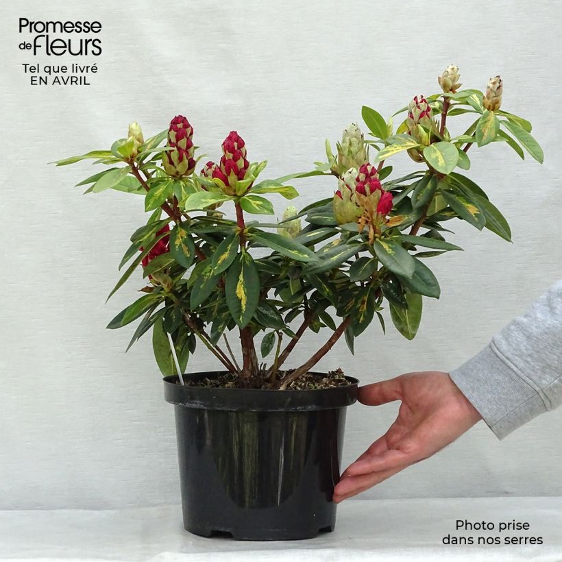 Rhododendron Président Roosevelt Maceta 4L/5L Ejemplar entregado en la primavera