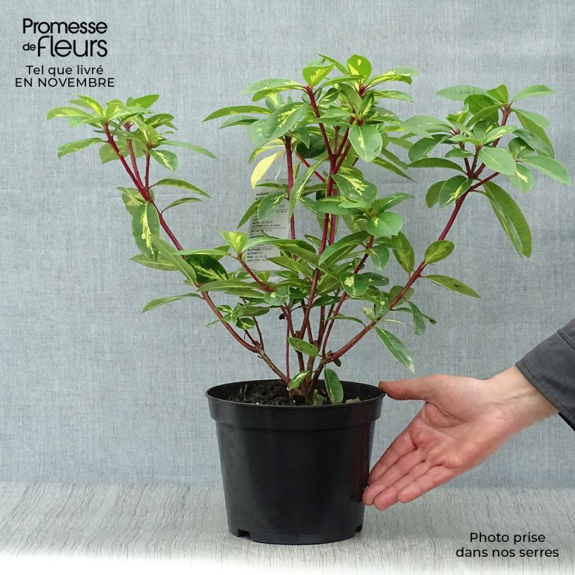 Ejemplar de Rhododendron Président Roosevelt Maceta 4L/5L entregado en otoño