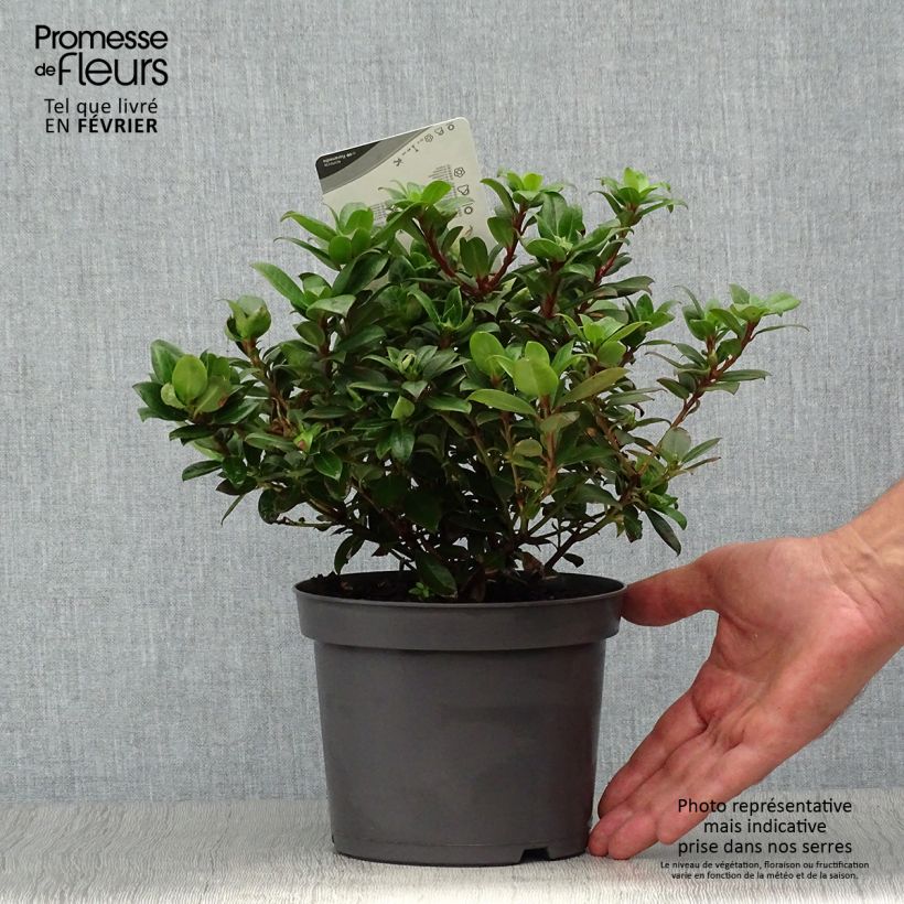 Ejemplar de Rhododendron Princess Anne Maceta 2L/3L entregado en otoño