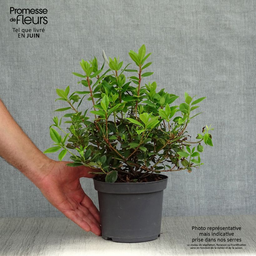Ejemplar de Rhododendron Princess Anne Maceta 2L/3L entregado en verano