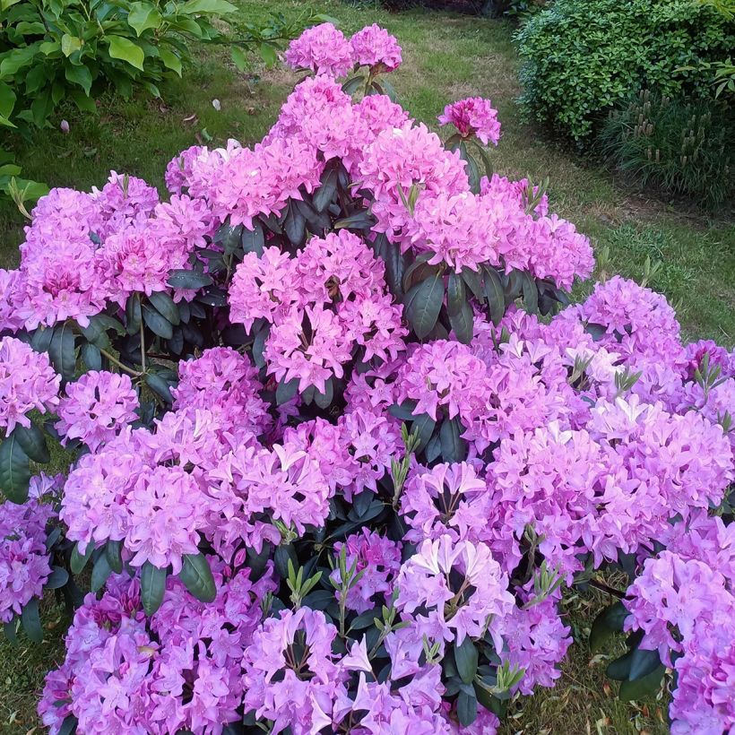 Rhododendron catawbiense Roseum Elegans (Porte)