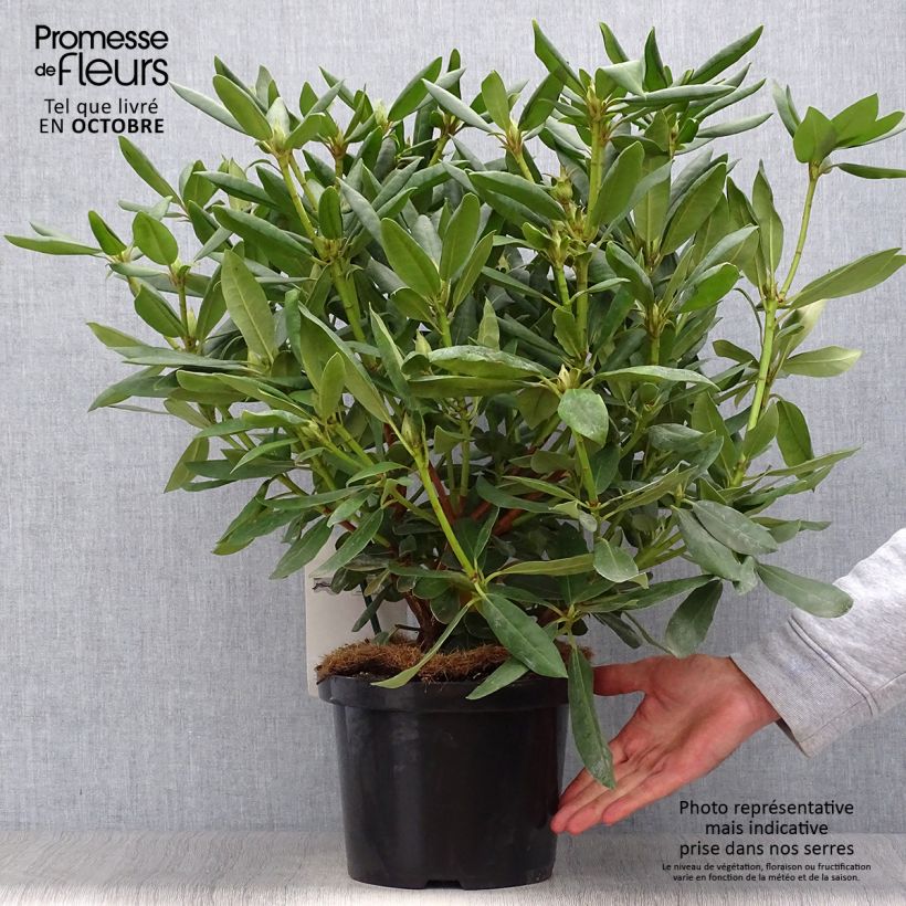 Ejemplar de Rhododendron catawbiense Roseum Elegans Maceta 4L/5L entregado en otoño