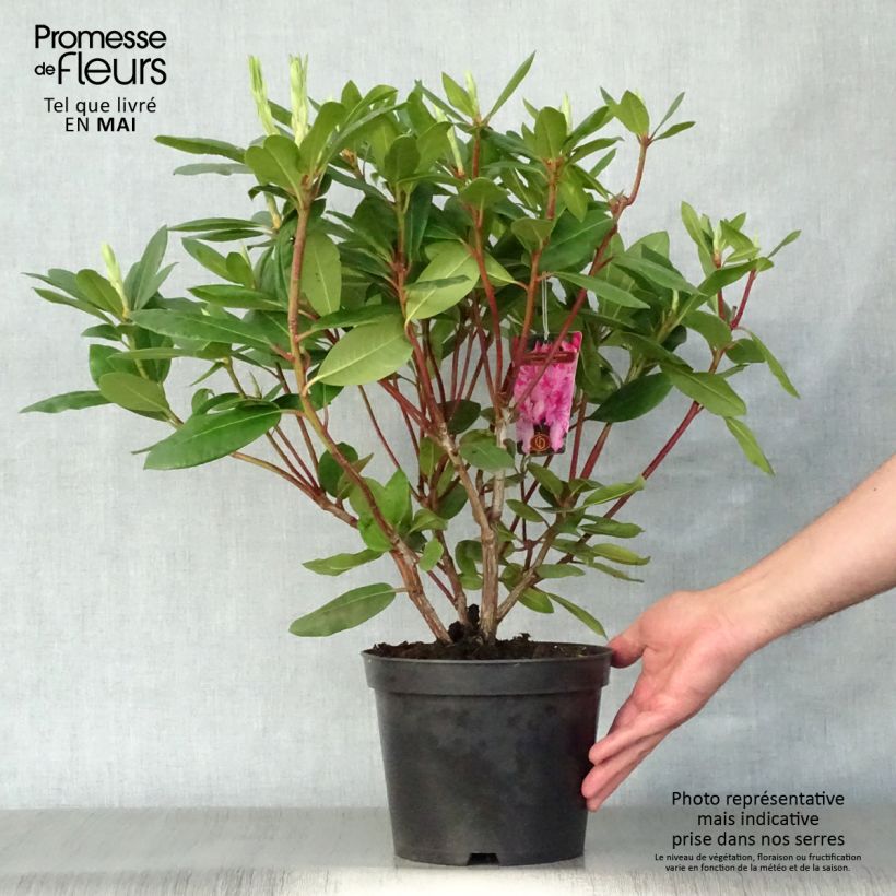 Rhododendron catawbiense Roseum Elegans Maceta 4L/5L Ejemplar entregado en la primavera