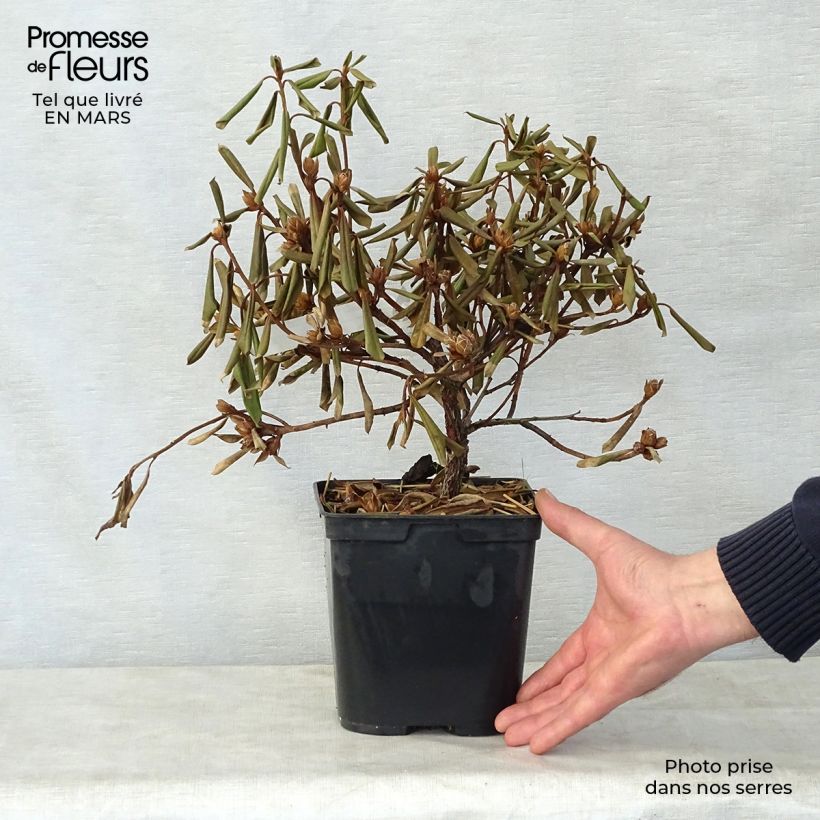 Rhododendron Saffron Queen Maceta 3L/4L Ejemplar entregado en la primavera