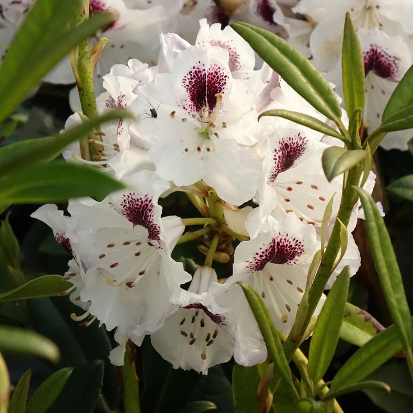 Rhododendron Sappho (Floración)
