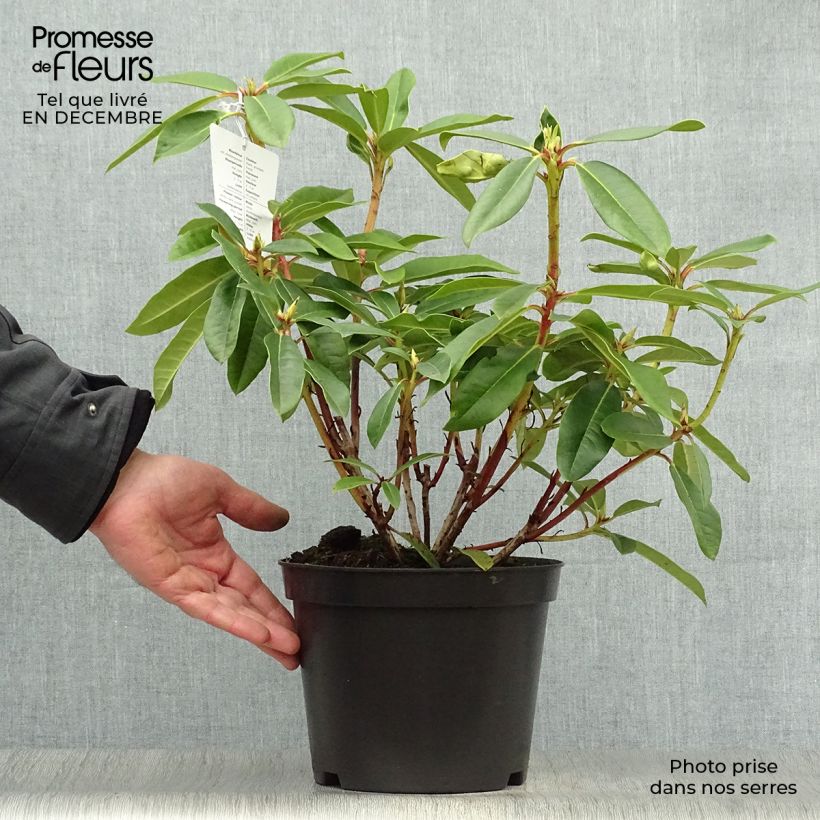 Rhododendron Sappho Maceta 4L/5L Ejemplar entregado en invierno