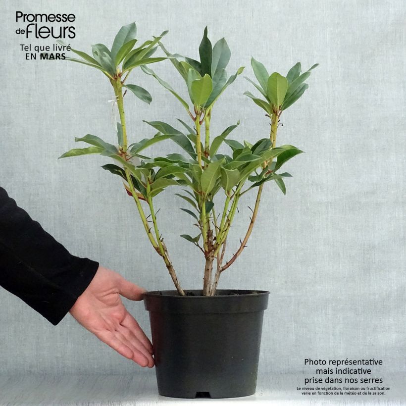 Rhododendron Sappho Maceta 4L/5L Ejemplar entregado en la primavera