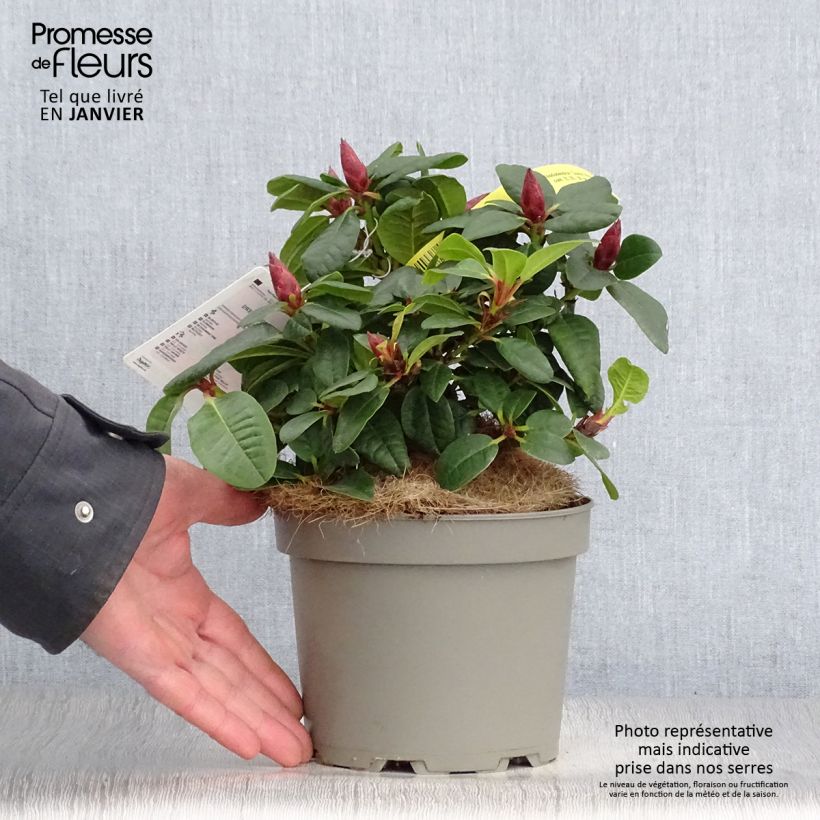 Rhododendron Scarlet Wonder Maceta 2L/3L Ejemplar entregado en invierno