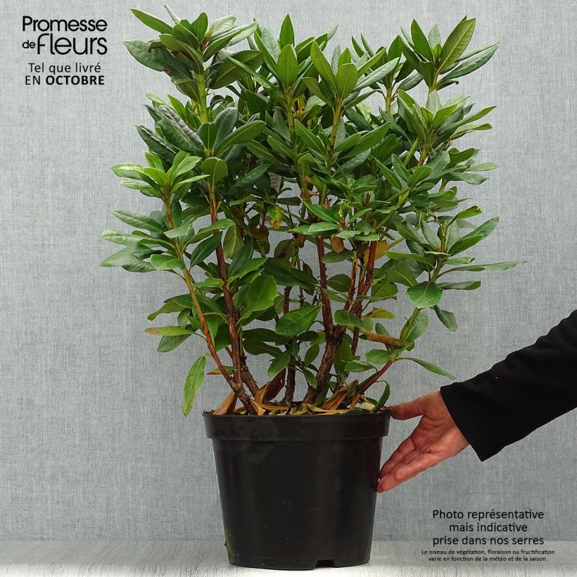 Ejemplar de Rhododendron Scarlet Wonder Maceta 2L/3L entregado en otoño