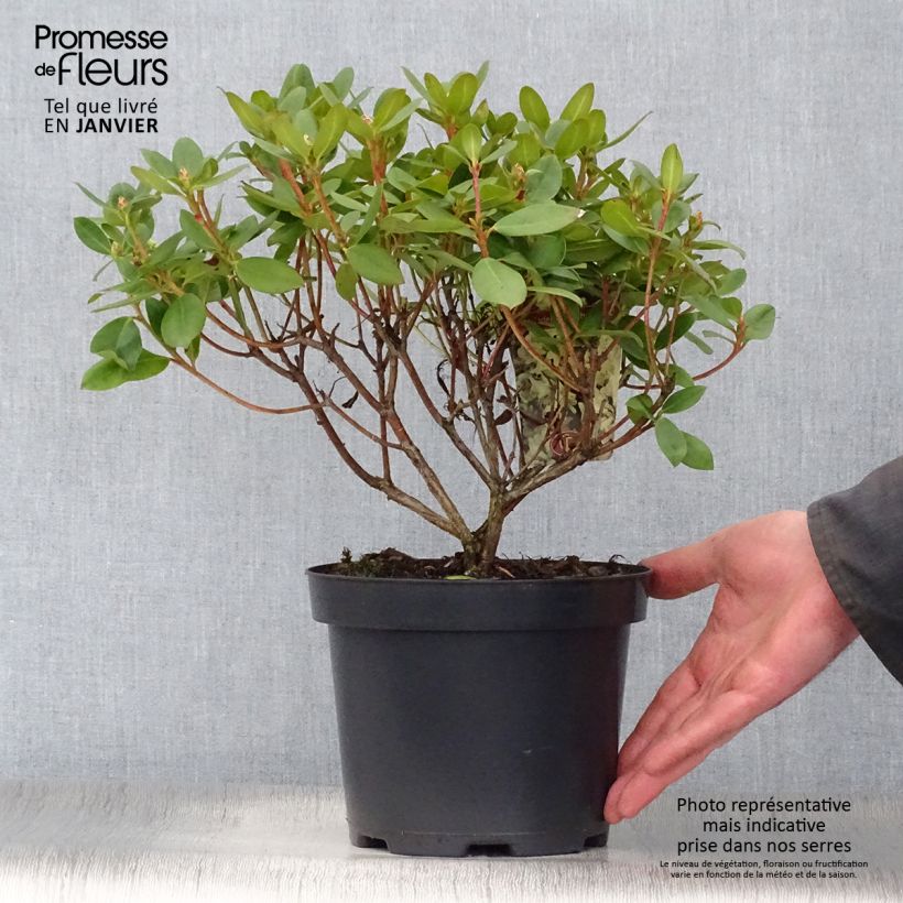 Rhododendron Shamrock Maceta 2L/3L Ejemplar entregado en invierno