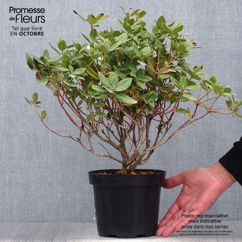 Ejemplar de Rhododendron Shamrock Maceta 2L/3L entregado en otoño