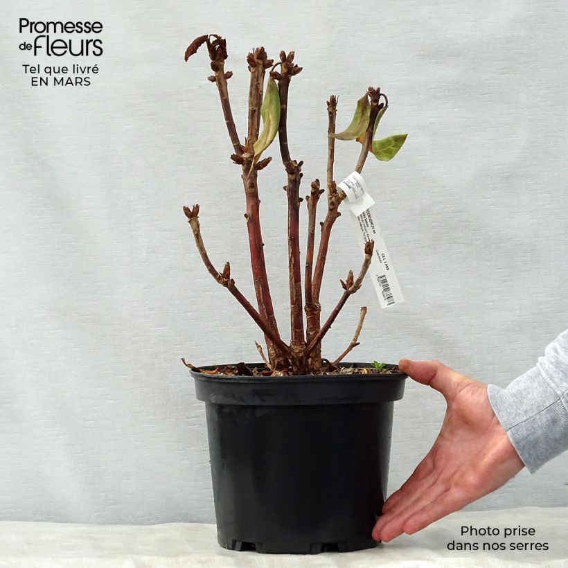 Rhododendron Sir Charles Lemon Maceta 4L/5L Ejemplar entregado en la primavera