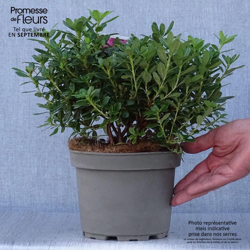 Ejemplar de Rhododendron Snipe Maceta 2L/3L entregado en otoño