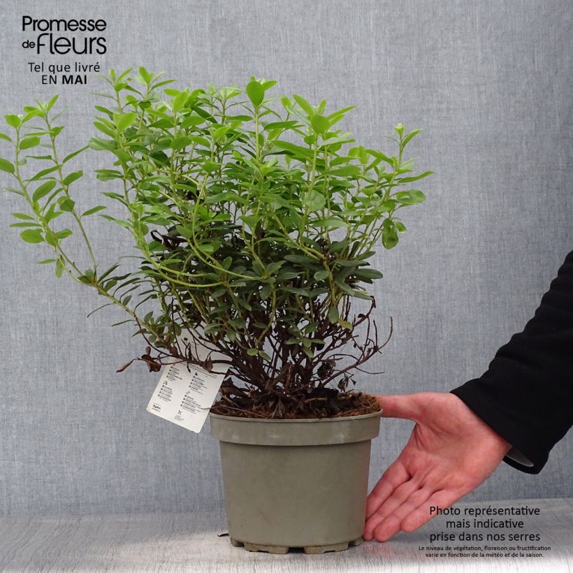 Rhododendron Snipe Maceta 2L/3L Ejemplar entregado en la primavera