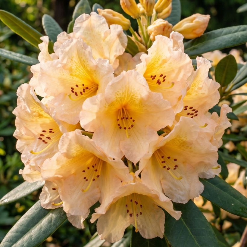 Rhododendron Tortoiseshell Yellow (Floración)