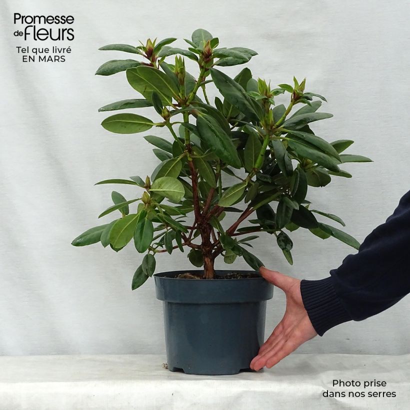 Rhododendron Virginia Richards Maceta 4L/5L Ejemplar entregado en la primavera