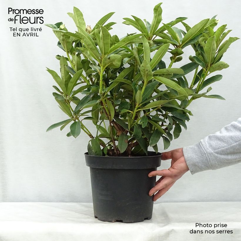 Rhododendron Wilgen's Ruby Maceta 4L/5L Ejemplar entregado en la primavera