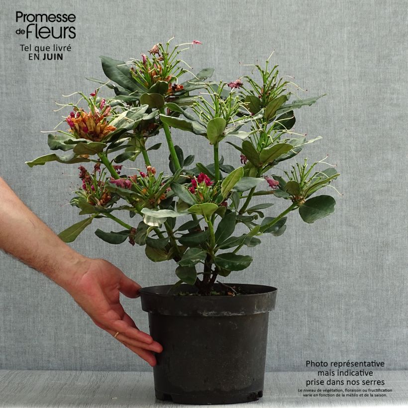Ejemplar de Rhododendron Wilgen's Ruby Maceta 4L/5L entregado en verano