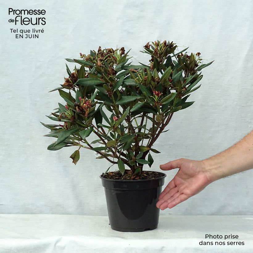 Ejemplar de Rhododendron Winsome Maceta 3L/4L entregado en verano