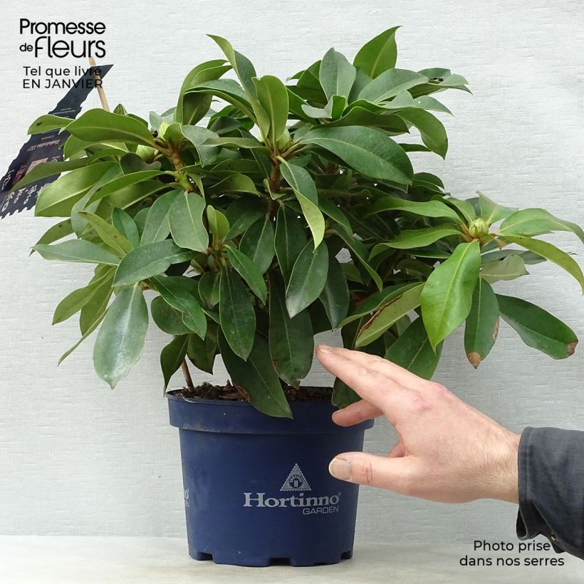Rhododendron XXL Maceta 2L/3L Ejemplar entregado en invierno