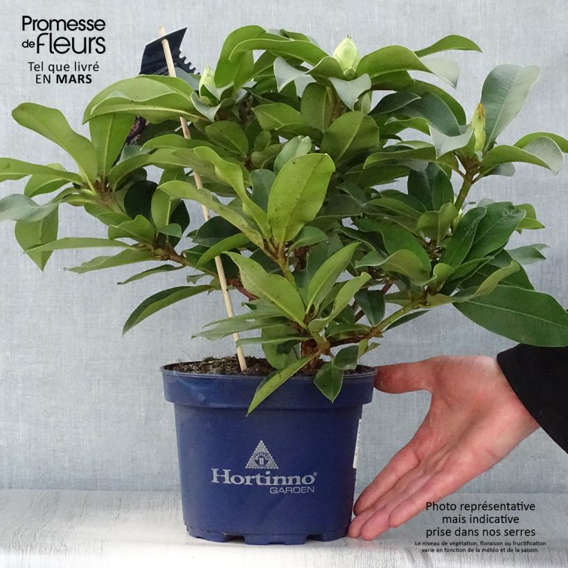 Rhododendron XXL Maceta 2L/3L Ejemplar entregado en la primavera