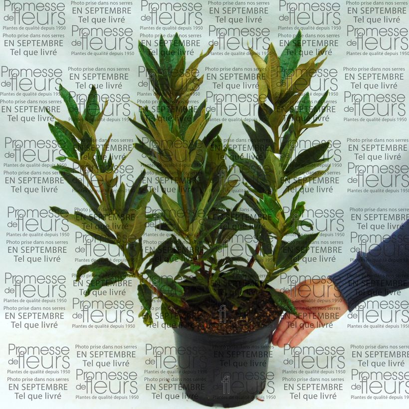 Ejemplo de ejemplar de Rhododendron arboreum subsp. arboreum Maceta 12L/15L tal y como se entrega