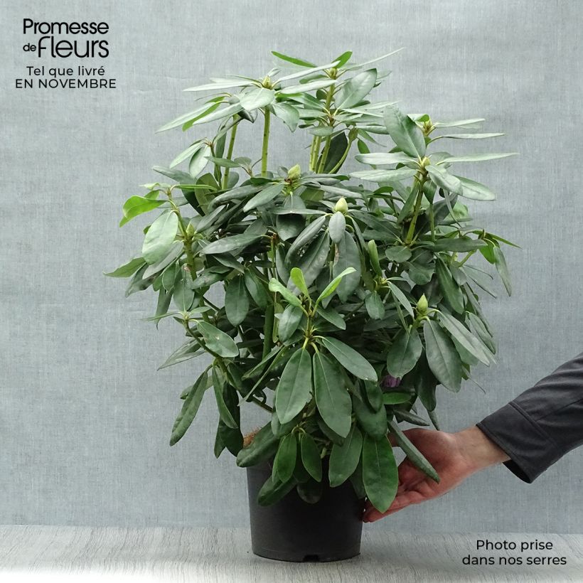 Ejemplar de Rhododendron catawbiense Grandiflorum Maceta 4L/5L entregado en otoño