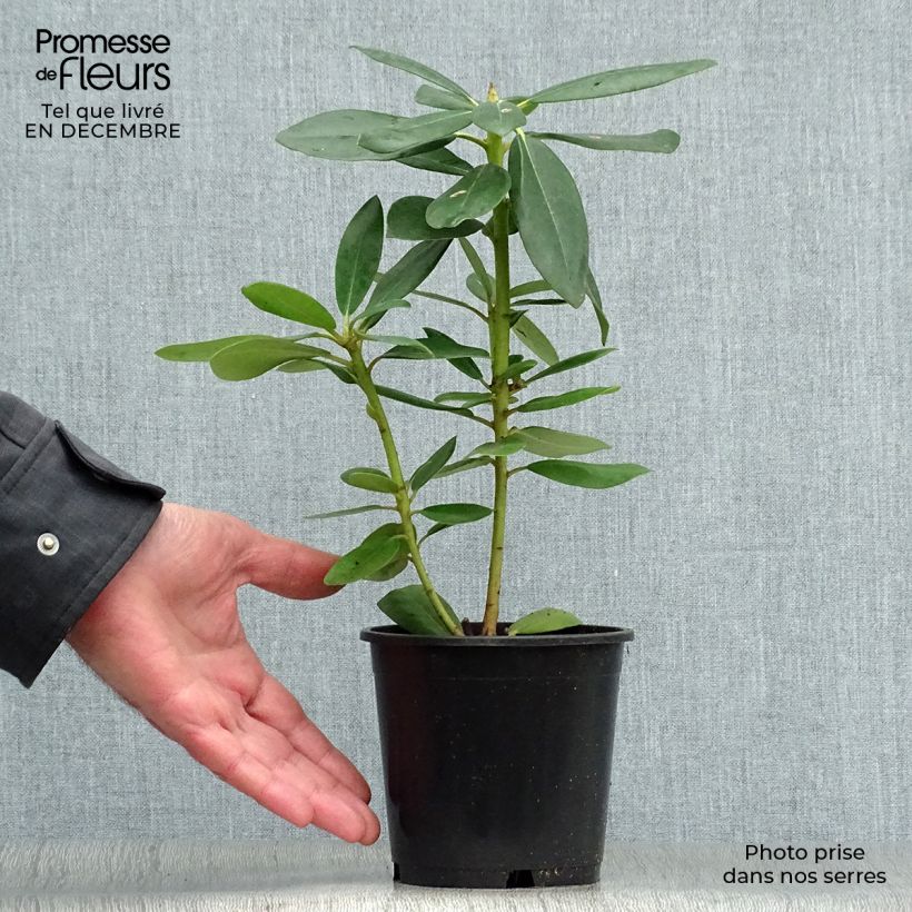 Rhododendron catawbiense Grandiflorum Maceta de 12 cm / 13 cm Ejemplar entregado en invierno