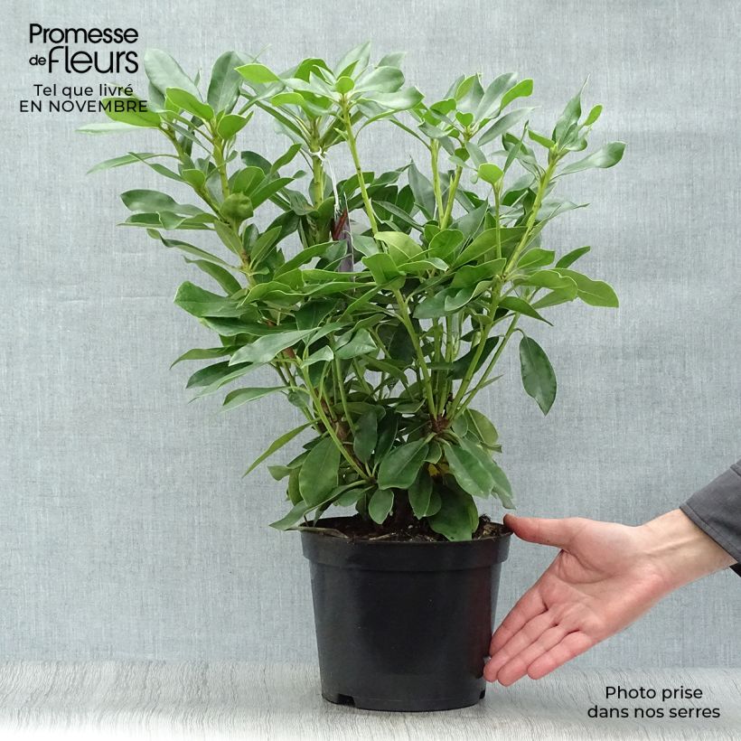 Ejemplar de Rhododendron Blue Jay Maceta 4L/5L entregado en otoño