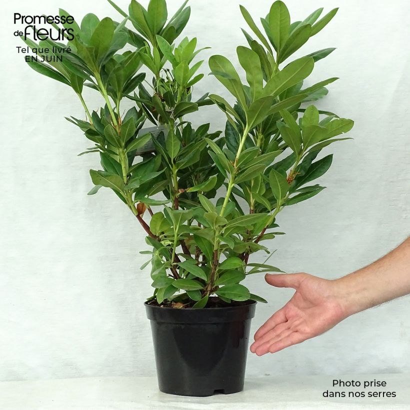 Ejemplar de Rhododendron Cosmopolitan Maceta 2L/3L entregado en verano