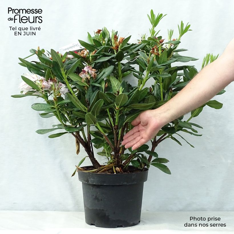 Ejemplar de Rhododendron Cosmopolitan Maceta 7,5L/10L entregado en verano
