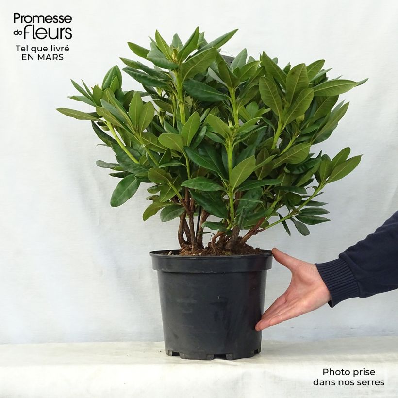 Rhododendron Cosmopolitan Maceta 7,5L/10L Ejemplar entregado en la primavera