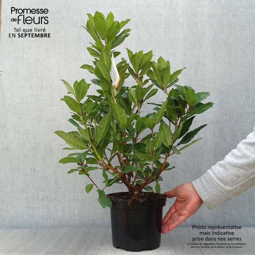 Ejemplar de Rhododendron Lord Roberts Maceta 4L/5L entregado en otoño
