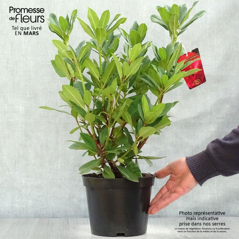 Rhododendron Lord Roberts Maceta 4L/5L Ejemplar entregado en la primavera