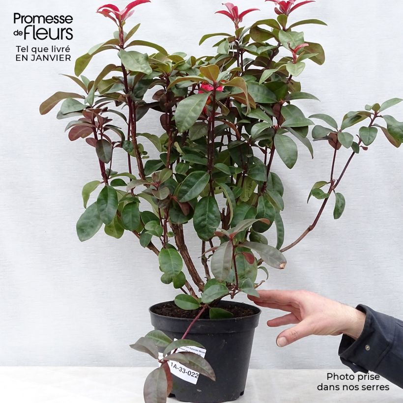 Rhododendron Moser's Maroon Maceta 4L/5L Ejemplar entregado en invierno