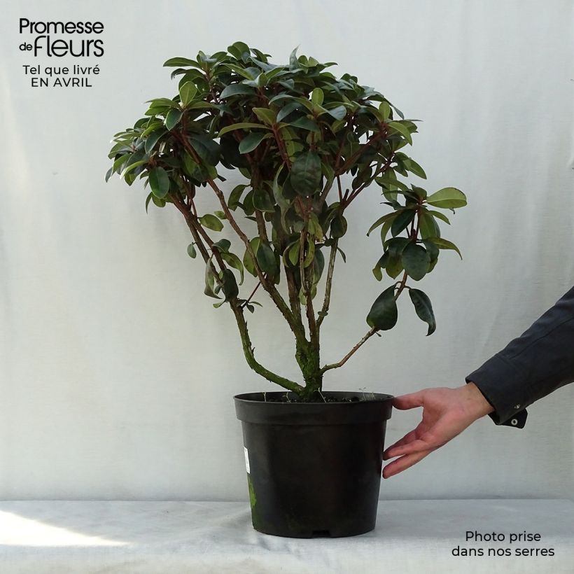 Rhododendron Moser's Maroon Maceta 7,5L/10L Ejemplar entregado en la primavera
